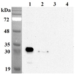 AdipoGen anti-NQO1 (human), mAb (Skiny-1) (100 µg), Quantity: Each of 1