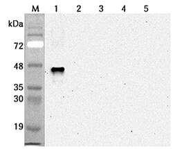 AdipoGen anti-Sirtuin 6 (human), mAb (S6R82-2) (50 µg), Quantity: Each