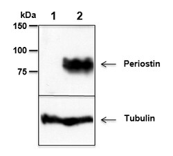 AdipoGen anti-Periostin, mAb (Stiny-1) (preservative free) (100 µg), Quantity: