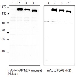 AdipoGen anti-NAIP1/2/5 (mouse), mAb (Naipa-1) (100 µg), Quantity: Each