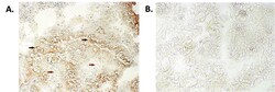 AdipoGen anti-NLRP6/NALP6 (human), mAb (Clint-1) (100 µg), Quantity: Each
