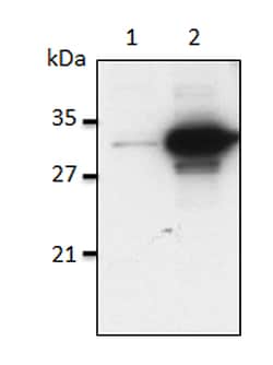 AdipoGen anti-IL-1alpha (mouse), mAb (Bamboo-1) (100 µg), Quantity: Each