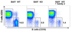 AdipoGen anti-BAFF (mouse), mAb (blocking) (Sandy-2) (100 µg), Quantity: