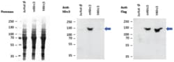 AdipoGen anti-NLRC3 (mouse), mAb (Eowyn-1) (100 µg), Quantity: Each of