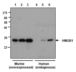 AdipoGen anti-HMGB1, mAb (rec.) (Giby-1-4) (100 µg), Quantity: Each of