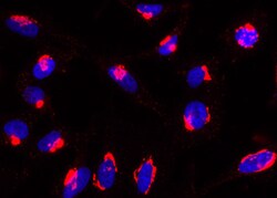 AdipoGen anti-Rab6-GTP, mAb (rec.) (AA2) (100 µg), Quantity: Each of 1