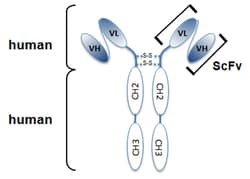 AdipoGen anti-Rab6-GTP, mAb (rec.) (AA2) (ATTO488) (100 µg), Quantity: