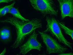 AdipoGen anti-alpha-Tubulin, mAb (rec.) (F2C) (ATTO 488) (100 µg), Quantity:
