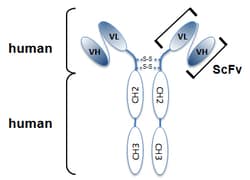 AdipoGen anti-Tubulin-GTP, mAb (rec.) (MB11) (100 µg), Quantity: Each of