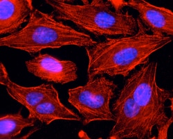 AdipoGen anti-Myosin IIA (non-muscle) (heavy chain), mAb (rec.) (SF9) (100