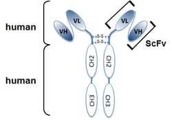 AdipoGen anti-Angiopoietin-2 (human), mAb (rec.) (blocking) (Angy-1-4)