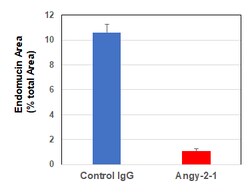 AdipoGen anti-Angiopoietin-2, mAb (rec.) (blocking) (Angy-2-1) (100 µg),