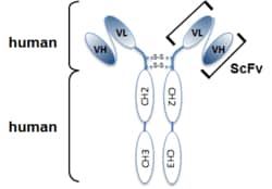AdipoGen anti-Netrin-1 (human), mAb (rec.) (H4) (preservative-free) (100