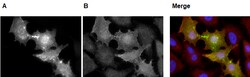 AdipoGen anti-PSD-95 (palmitoylated), mAb (rec.) (PF11) (100 µg), Quantity: