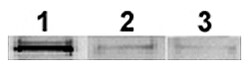 AdipoGen Adiponectin (rat) (rec.) (50 µg), Quantity: Each of 1