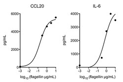 AdipoGen Flagellin (high purity) (3 x 10 µg), Quantity: Pack of 3