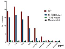 AdipoGen Flagellin (rec.) (10 µg), Quantity: Each of 1