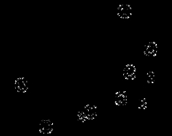 AdipoGen L-(-)-Camphoric acid (1 g), Quantity: Each of 1