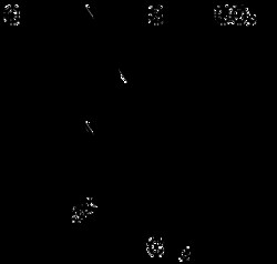 AdipoGen WY-14643 (250 mg), Quantity: Each of 1