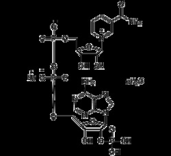 AdipoGen beta-Nicotinamide adenine dinucleotide phosphate (1 g), Quantity: