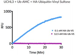AdipoGen HA-Ubiquitin-vinyl sulfone (human) (rec.) (HA) (50 µg), Quantity: