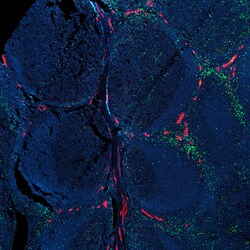 Biolegend Alexa Fluor 647 anti-mouse/human PNAd, Quantity: Each of 1