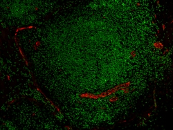 Biolegend Spark YG 570 anti-mouse/human PNAd, Quantity: Each of 1