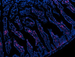 Biolegend Alexa Fluor 594 anti-mouse CD103, Quantity: Each of 1