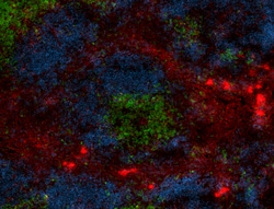 Biolegend Alexa Fluor 594 anti-mouse CD73, Quantity: Each of 1