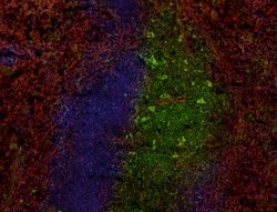 Biolegend Alexa Fluor 594 anti-mouse CD47, Quantity: Each of 1