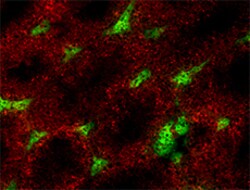 Biolegend Alexa Fluor 594 anti-mouse Galectin-9, Quantity: Each of 1