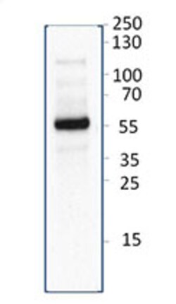 Biolegend Purified anti-mouse CD209B, Quantity: Each of 1