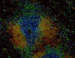Biolegend Alexa Fluor 488 anti-mouse CD74 (CLIP), Quantity: Each of 1