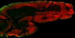 Biolegend Alexa Fluor 594 anti-rat CD90/mouse CD90.1 (Thy-1.1), Quantity: