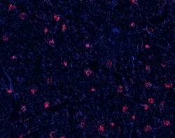 Biolegend Alexa Fluor 594 anti-rat Podoplanin, Quantity: Each of 1