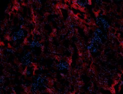 Biolegend Purified anti-rat CD326 (Ep-CAM), Quantity: Each of 1