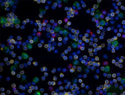 Biolegend Alexa Fluor 594 anti-human CD19, Quantity: Each of 1