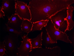 Biolegend Alexa Fluor 594 anti-human CD31, Quantity: Each of 1