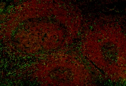 Biolegend Alexa Fluor 594 anti-human CD45RA, Quantity: Each of 1
