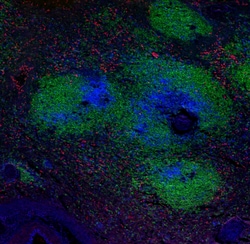 Biolegend Alexa Fluor 594 anti-human CD66b, Quantity: Each of 1