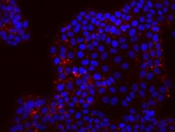 Biolegend Alexa Fluor 647 anti-human CD24, Quantity: Each of 1