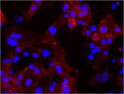 Biolegend Ultra-LEAF Purified anti-human/mouse CD49f, Quantity: Each of