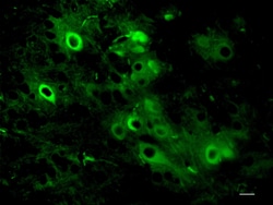 Biolegend Alexa Fluor 488 anti-NSE, Quantity: Each of 1