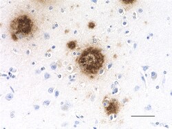 Biolegend Purified (azide-free) anti-β-Amyloid, 1-40, Quantity: Each of