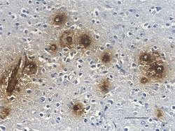 Biolegend HRP anti-β-Amyloid, 1-40, Quantity: Each of 1