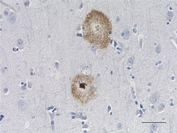 Biolegend HRP anti-β-Amyloid, 1-42, Quantity: Each of 1