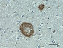 Biolegend Purified (azide-free) anti-β-Amyloid, 1-43, Quantity: Each of