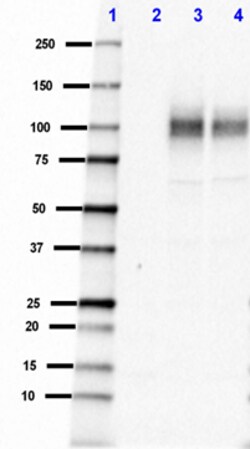 Biolegend Purified (azide-free) anti-mouse/rat β-Amyloid, 1-16, Quantity: