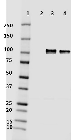 Biolegend Purified (azide-free) anti-mouse/rat β-Amyloid, Quantity: Each
