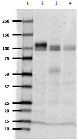 Biolegend Purified (azide-free) anti-APP, 573-596, Quantity: Each of 1